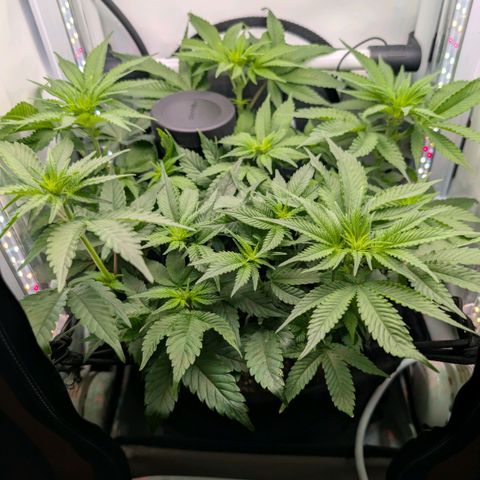 Northern Lights growlog timeline photo