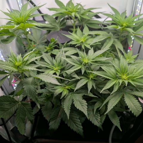 Northern Lights growlog timeline photo