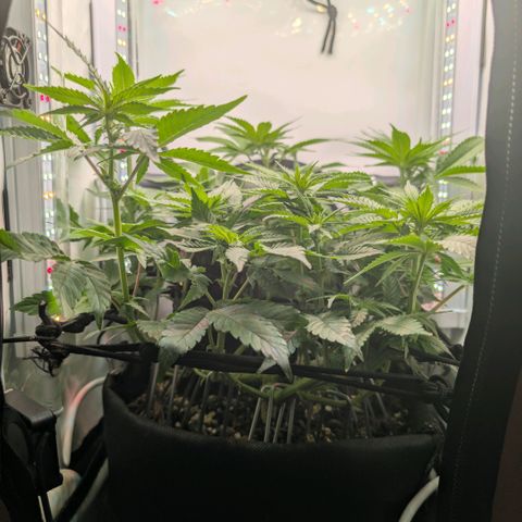 Northern Lights growlog timeline photo