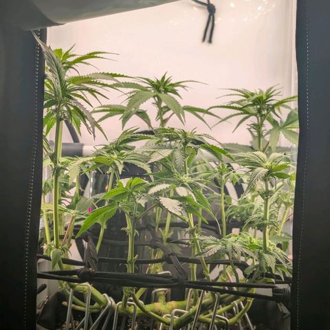 Northern Lights growlog timeline photo