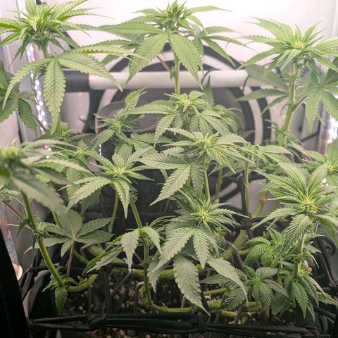 Northern Lights growlog timeline photo