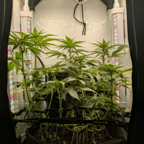 Northern Lights growlog timeline photo