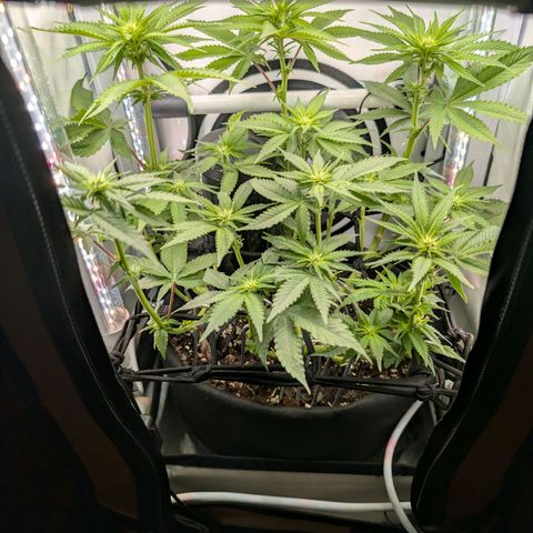 Northern Lights growlog timeline photo