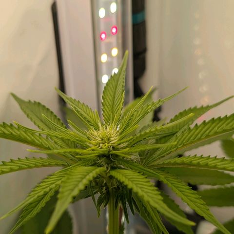 Northern Lights growlog timeline photo