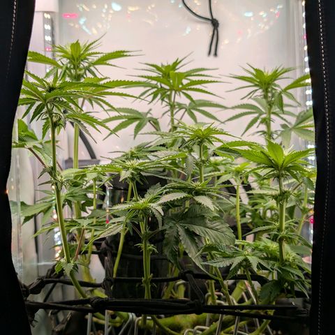 Northern Lights growlog timeline photo