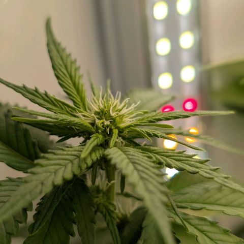 Northern Lights growlog timeline photo