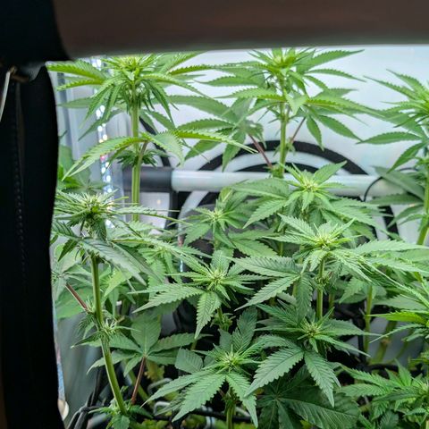 Northern Lights growlog timeline photo