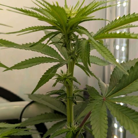 Northern Lights growlog timeline photo