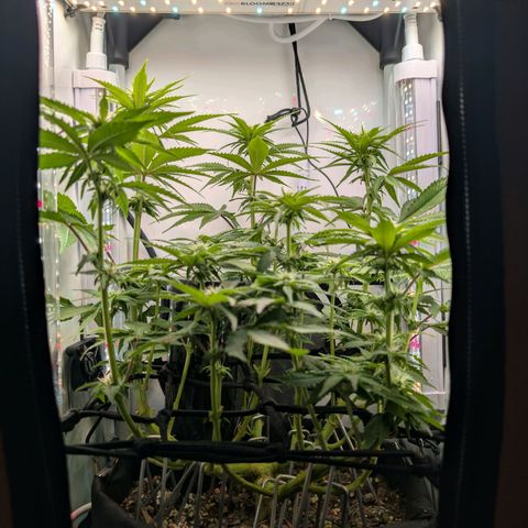 Northern Lights growlog timeline photo