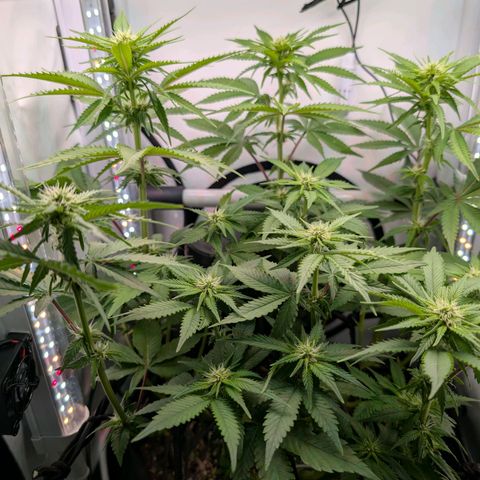 Northern Lights growlog timeline photo