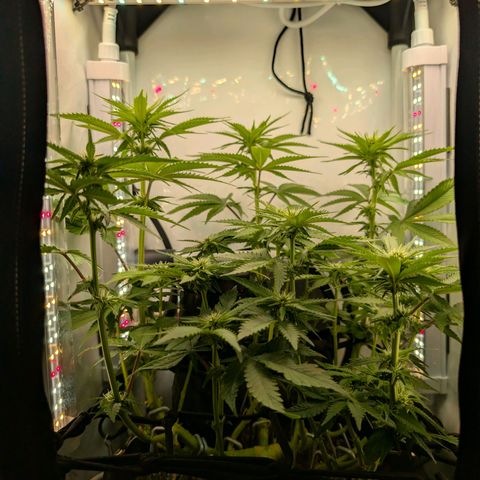 Northern Lights growlog timeline photo