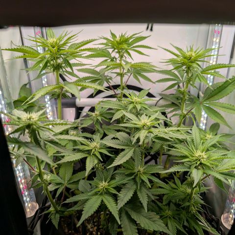 Northern Lights growlog timeline photo