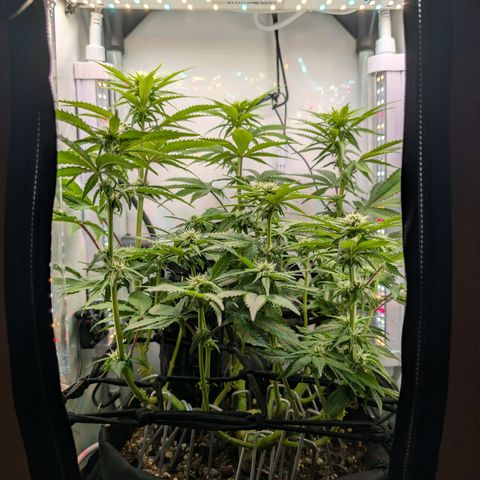 Northern Lights growlog timeline photo