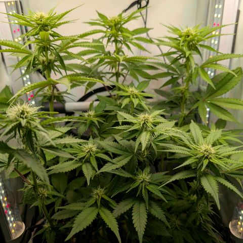 Northern Lights growlog timeline photo