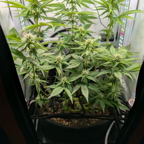 Northern Lights growlog timeline photo