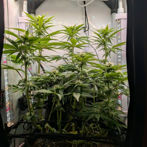 Northern Lights growlog timeline photo