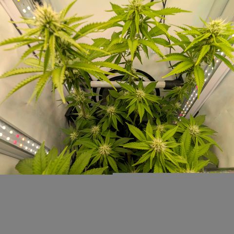 Northern Lights growlog timeline photo