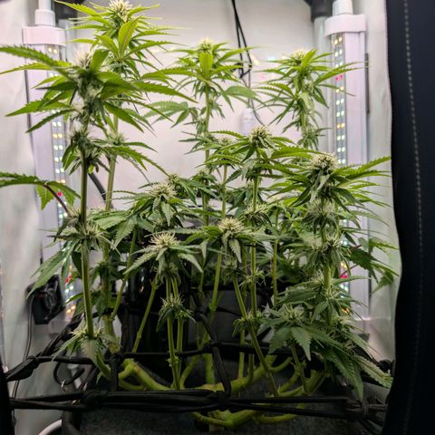 Northern Lights growlog timeline photo
