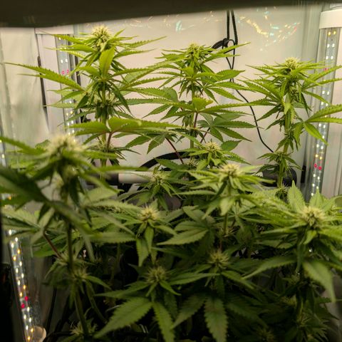 Northern Lights growlog timeline photo