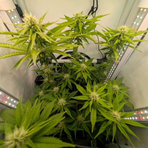 Northern Lights growlog timeline photo
