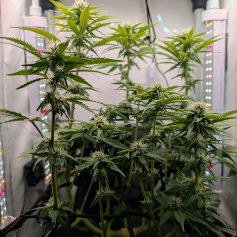 Northern Lights growlog timeline photo