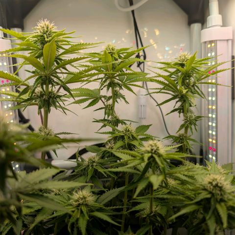 Northern Lights growlog timeline photo