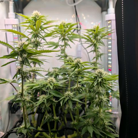Northern Lights growlog timeline photo