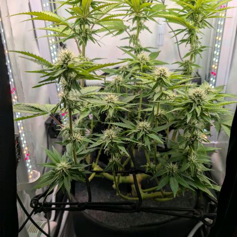 Northern Lights growlog timeline photo