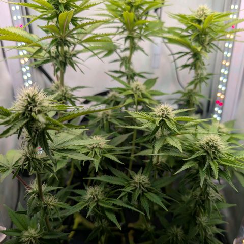 Northern Lights growlog timeline photo