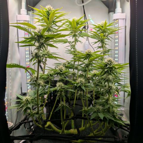Northern Lights growlog timeline photo