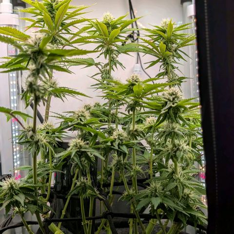 Northern Lights growlog timeline photo