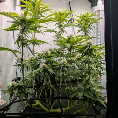 Northern Lights growlog timeline photo