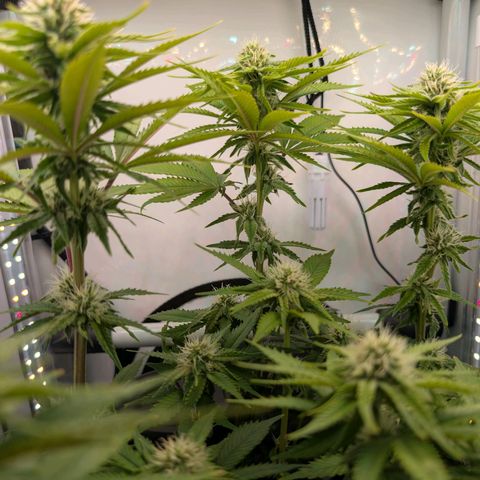 Northern Lights growlog timeline photo
