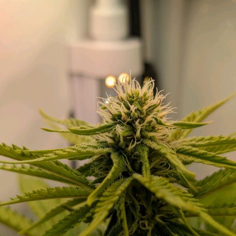 Northern Lights growlog timeline photo
