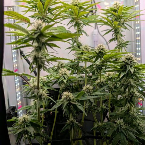 Northern Lights growlog timeline photo