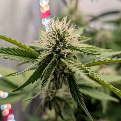Northern Lights growlog timeline photo