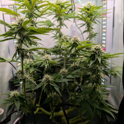 Northern Lights growlog timeline photo