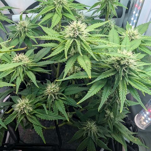 Northern Lights growlog timeline photo