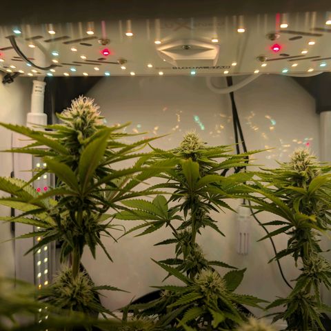 Northern Lights growlog timeline photo