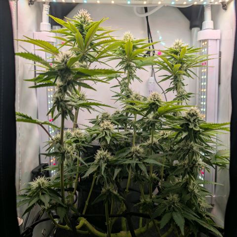 Northern Lights growlog timeline photo