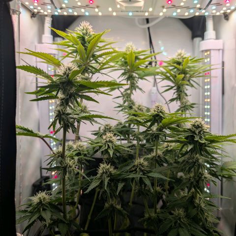 Northern Lights growlog timeline photo