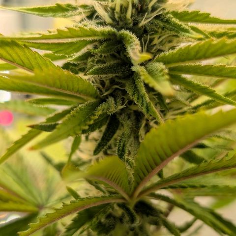 Northern Lights growlog timeline photo