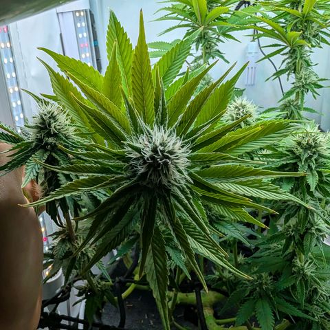 Northern Lights growlog timeline photo