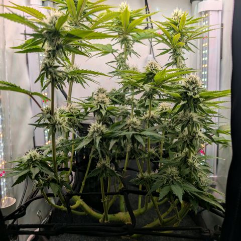 Northern Lights growlog timeline photo