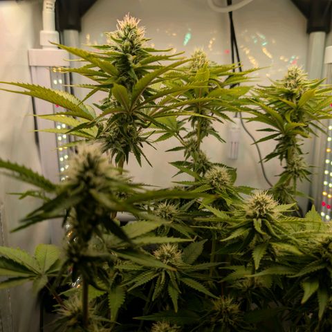 Northern Lights growlog timeline photo