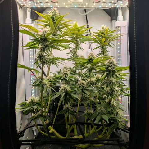 Northern Lights growlog timeline photo