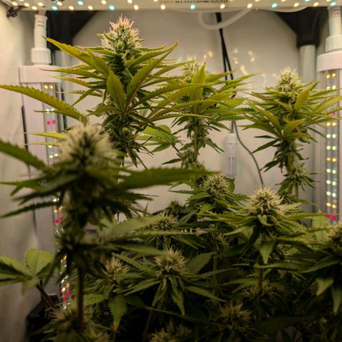 Northern Lights growlog timeline photo