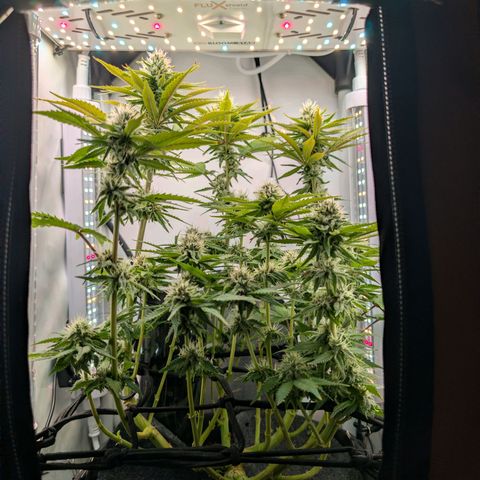Northern Lights growlog timeline photo