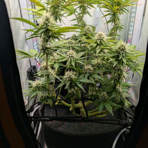 Northern Lights growlog timeline photo