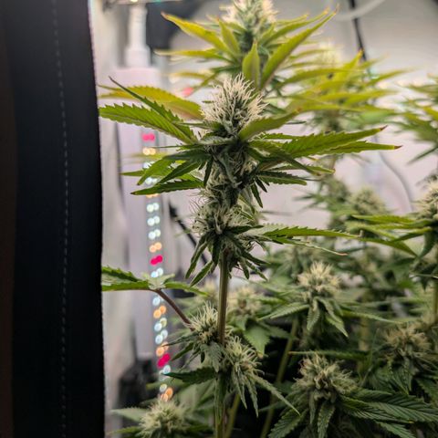 Northern Lights growlog timeline photo